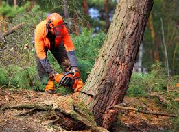 Best Tree Risk Assessment  in Forest Heights, MD